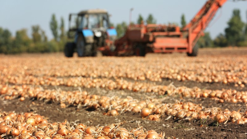 cosecha cebolla nematodos mosca|csm_Onion_-_crop_-_Koppert-7_4c44cf7a1d